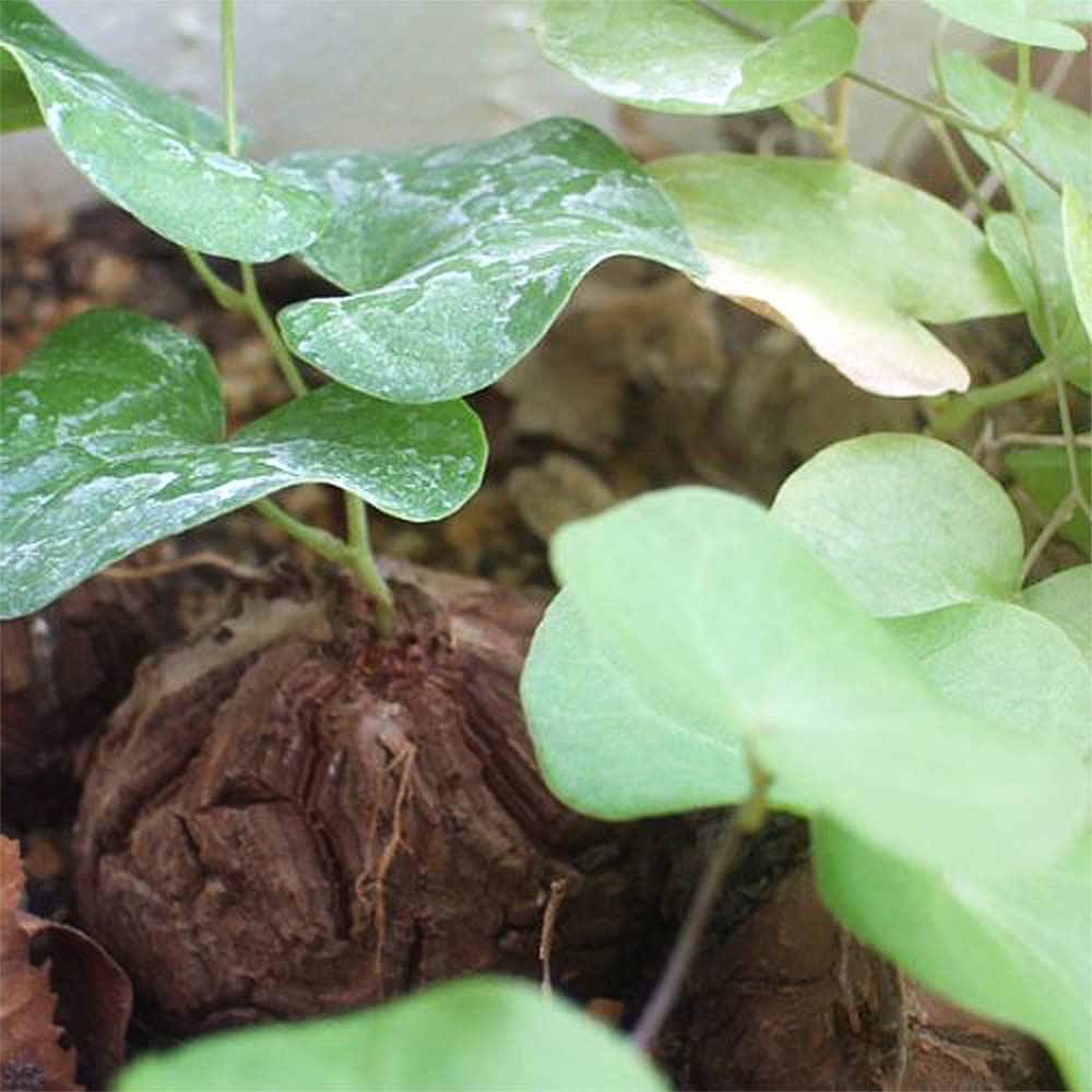 Amazon.co.jp: ITANSE 亀甲竜(きっこうりゅう)つる性の多肉植物